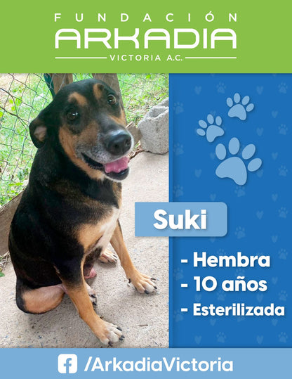 🐶 Huggies Luz de Suki ✨