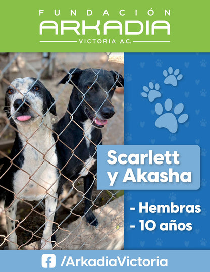 BROQUEL AKASHA 🐶✨